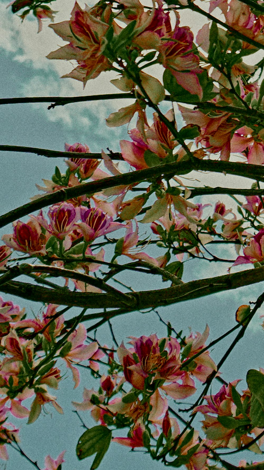 a tree filled with lots of pink flowers