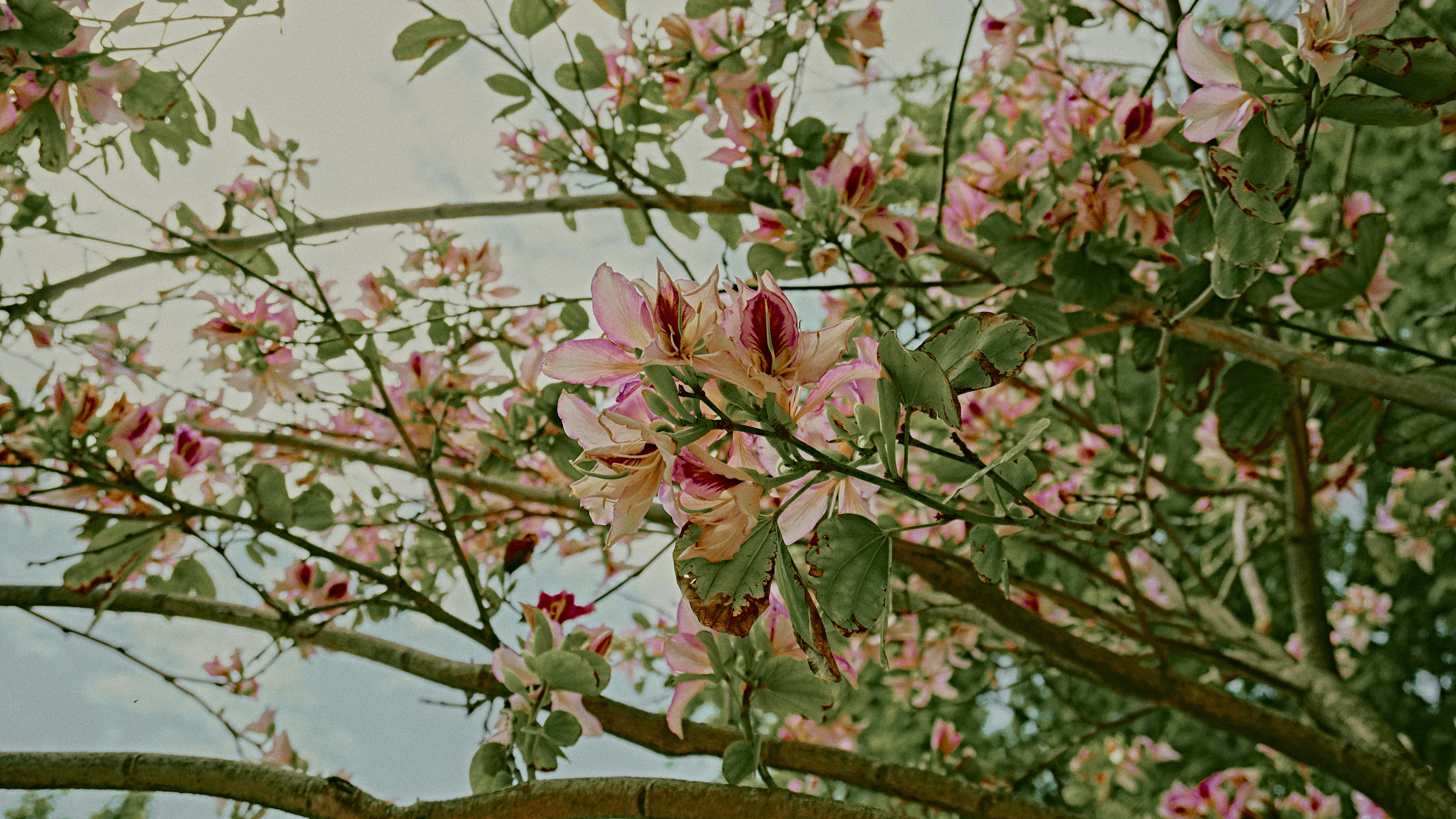 a tree filled with lots of pink flowers, whereishermes.com