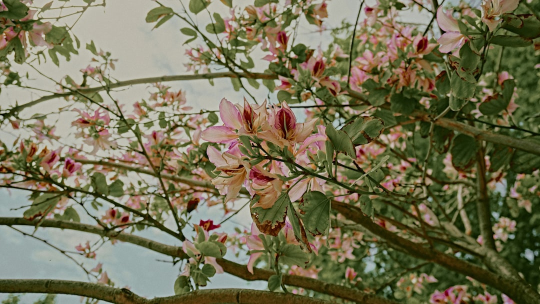 a tree filled with lots of pink flowers, whereishermes.com