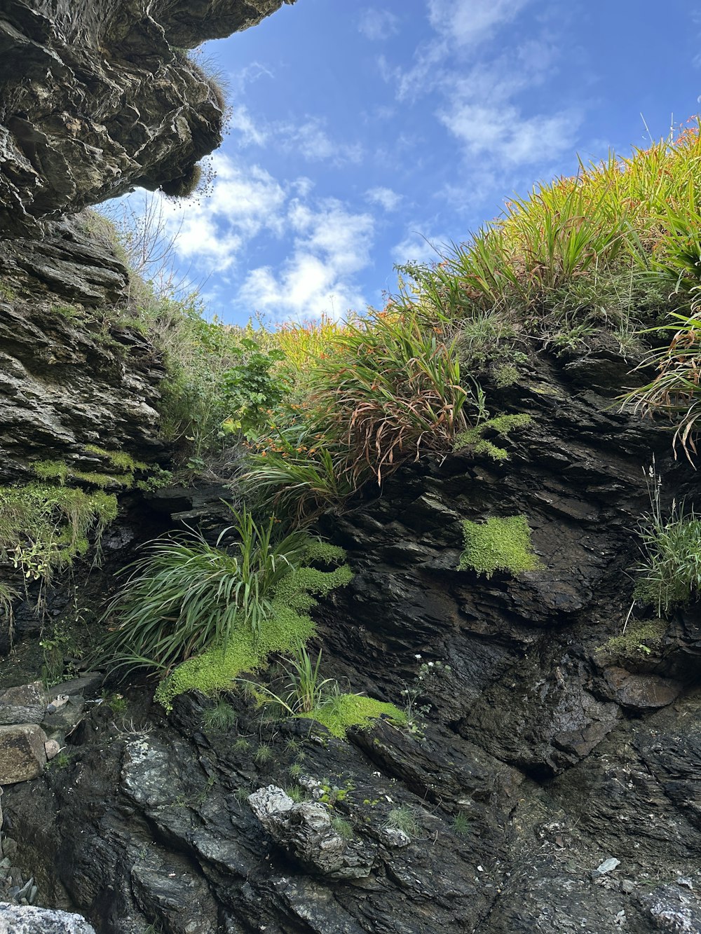 a rocky cliff with plants growing out of it