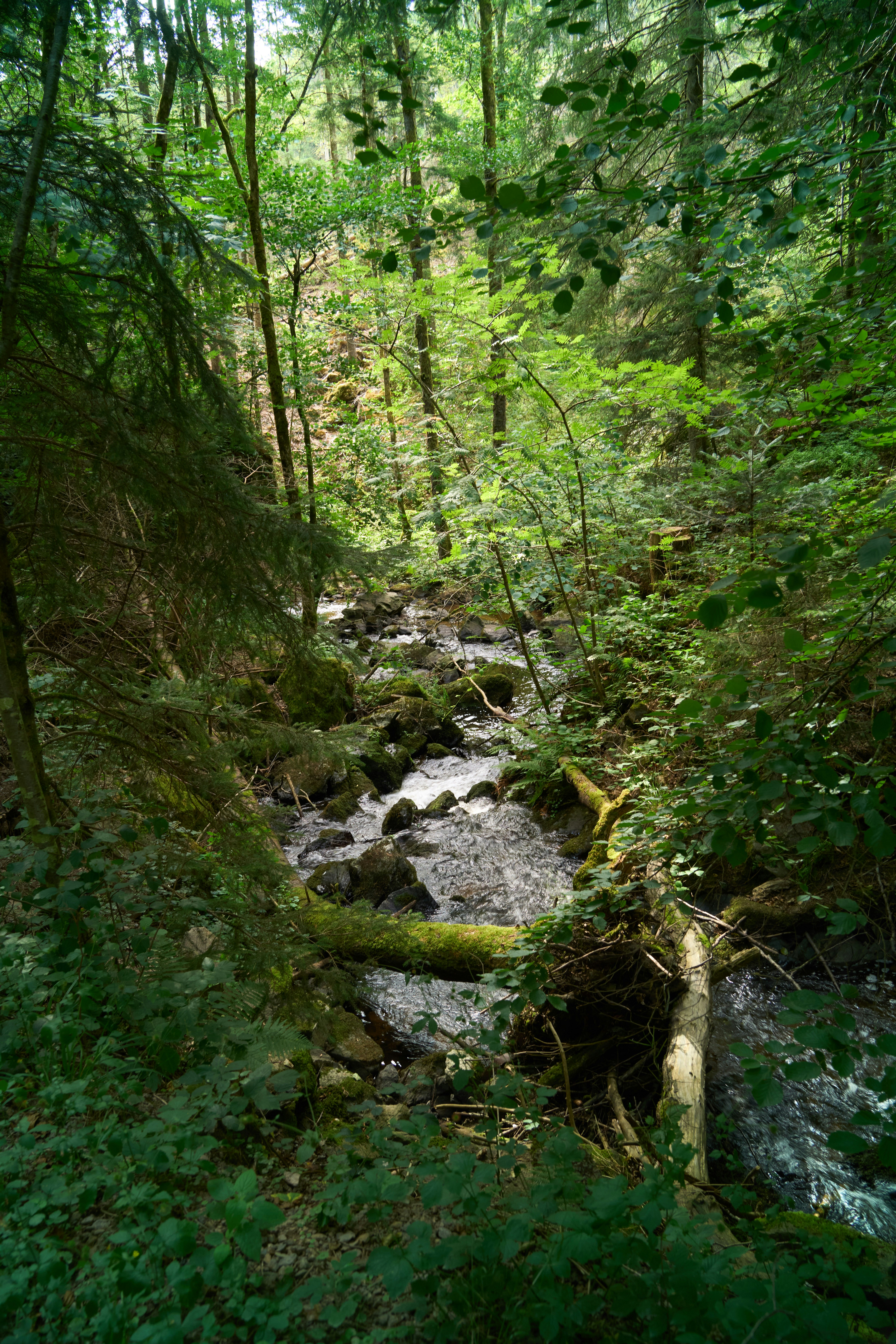 Photo by wolfgang_hasselmann