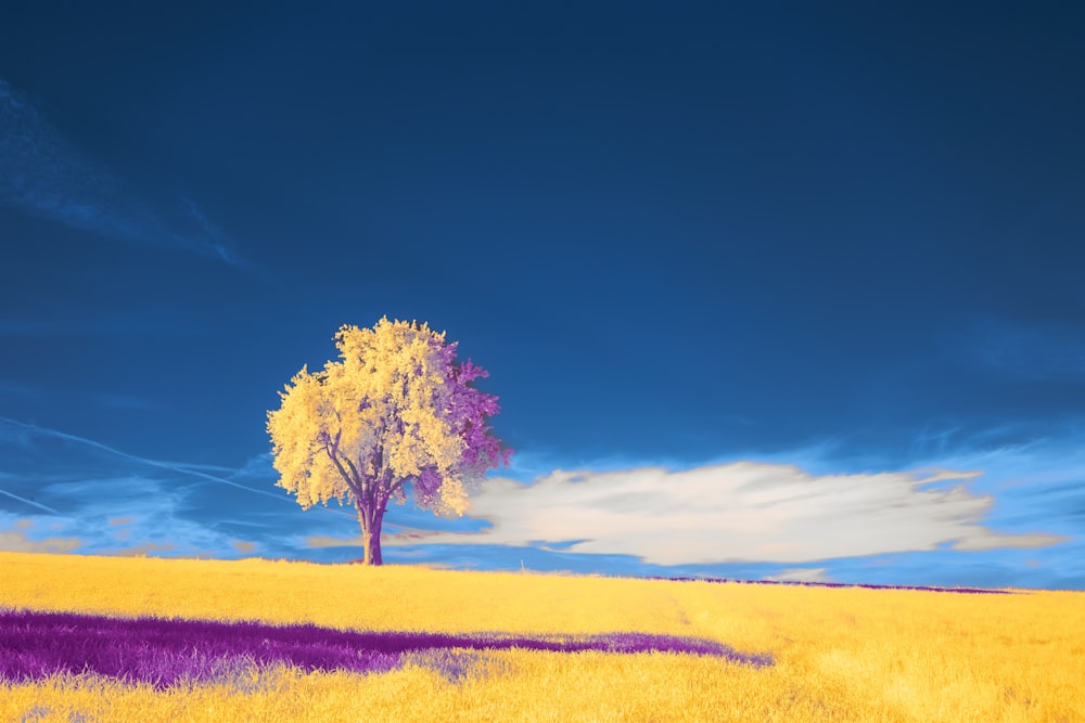 a lone tree in a yellow field under a blue sky