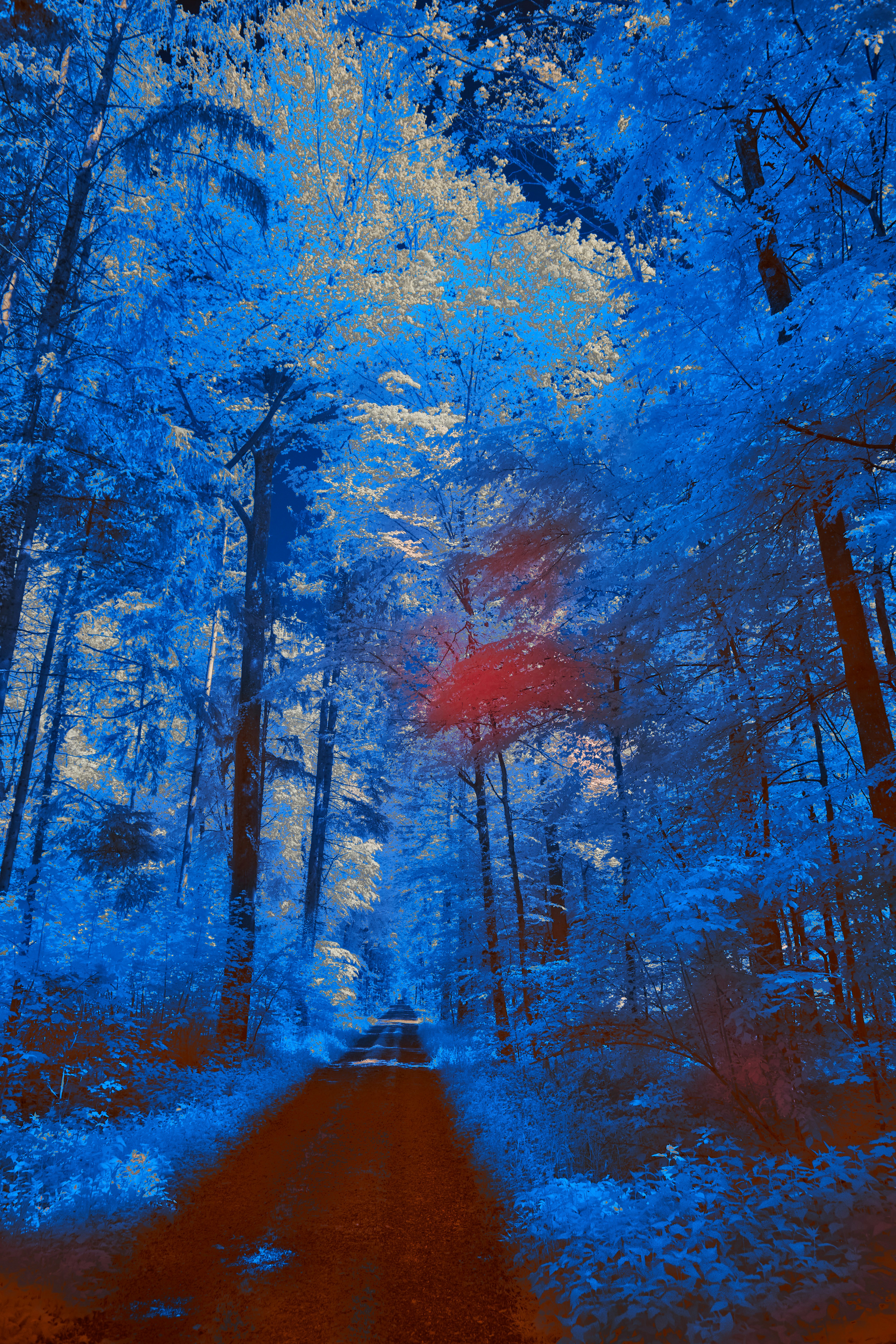 Photo by wolfgang_hasselmann