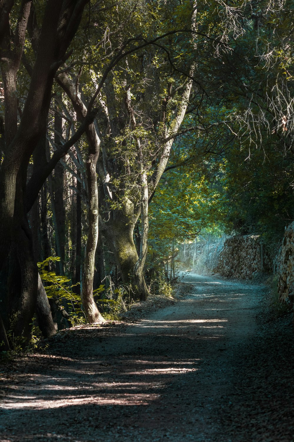 a dirt road in the middle of a forest