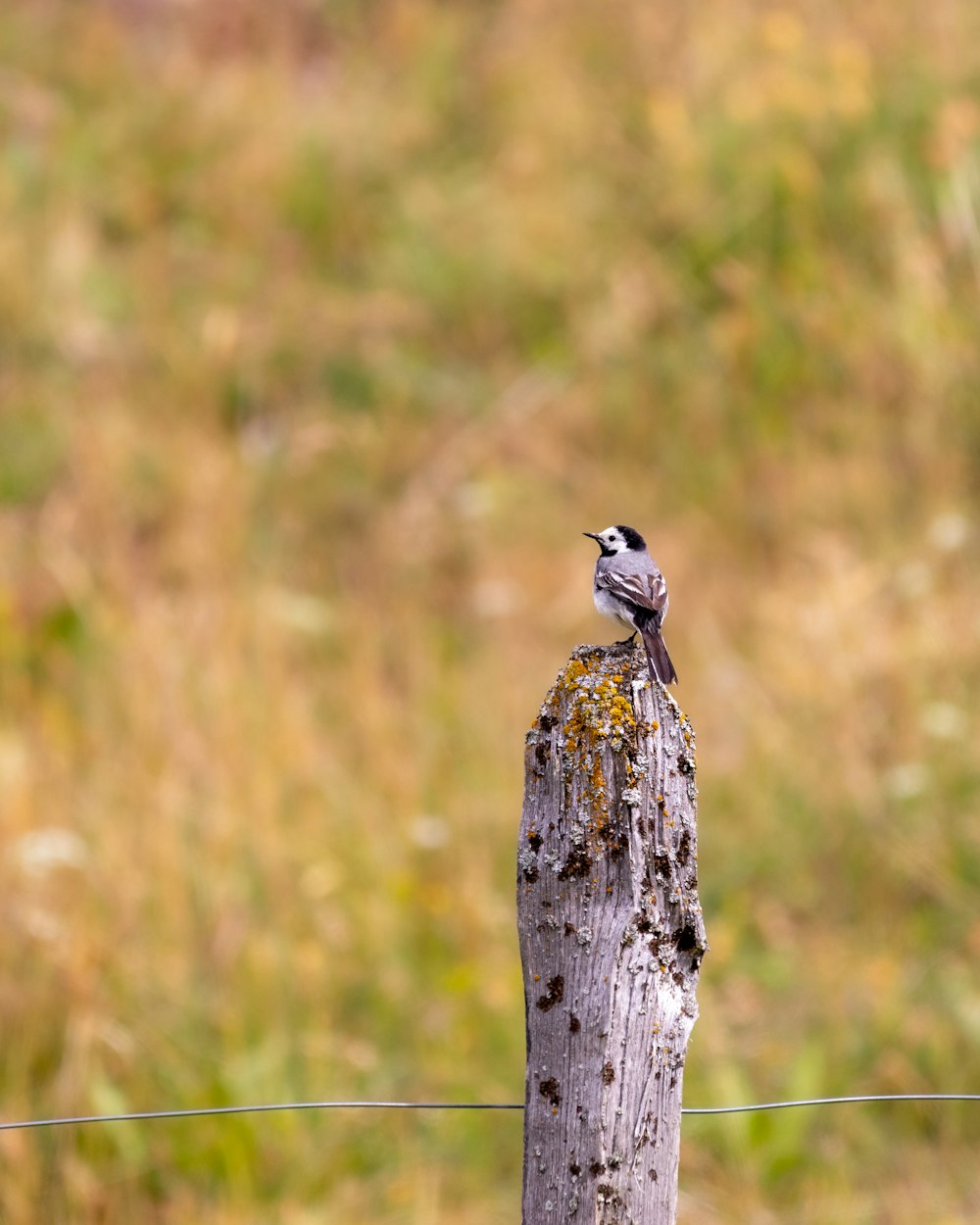 a small bird perched on top of a wooden post