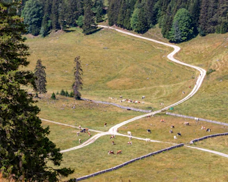 a group of cows grazing on a lush green hillside