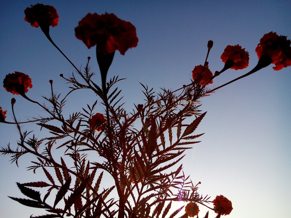 a plant with red flowers in front of a blue sky