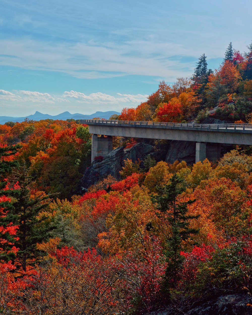 Un puente sobre un bosque lleno de muchos árboles