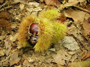 A cluster of chestnuts encased in a spiky green and brown husk lies on a background of dry, fallen leaves in a forest setting. The chestnuts are glossy and brown, emerging partially from the opened husk.