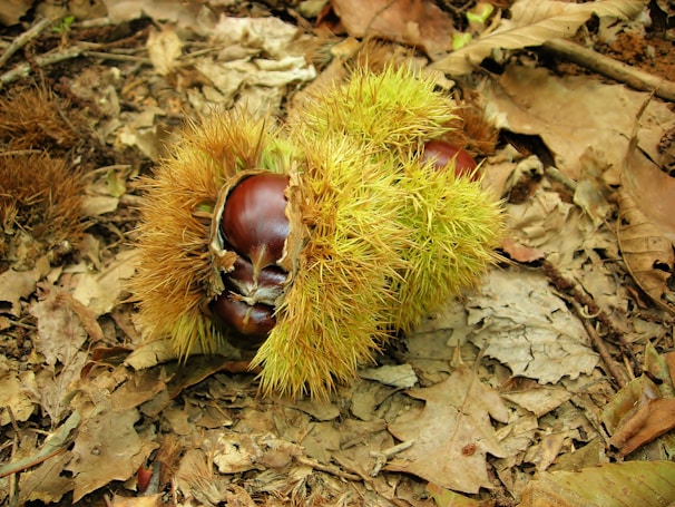 Close-up of fresh organic chestnuts still in their spiky green husks on a rustic wooden table.
