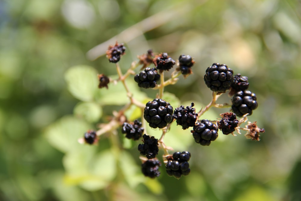 a bunch of blackberries hanging from a tree