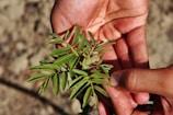 Close-up of hands gently holding fresh sanjeevini herbs, highlighting natural healing.