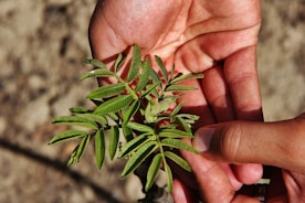 Close-up of hands gently tending to a small terrarium plant.