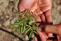 Two hands gently cradle a small plant with green, elongated leaves. The background is a blurred earthy texture, focusing attention on the plant and hands. The lighting is natural, casting soft shadows and highlighting the details of the leaves.