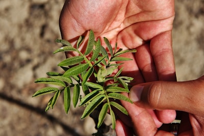 Close-up of hands holding a small medicinal tulsi plant in soil