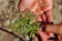 Close-up of hands gently holding a small plant, symbolizing growth and calmness in nature.