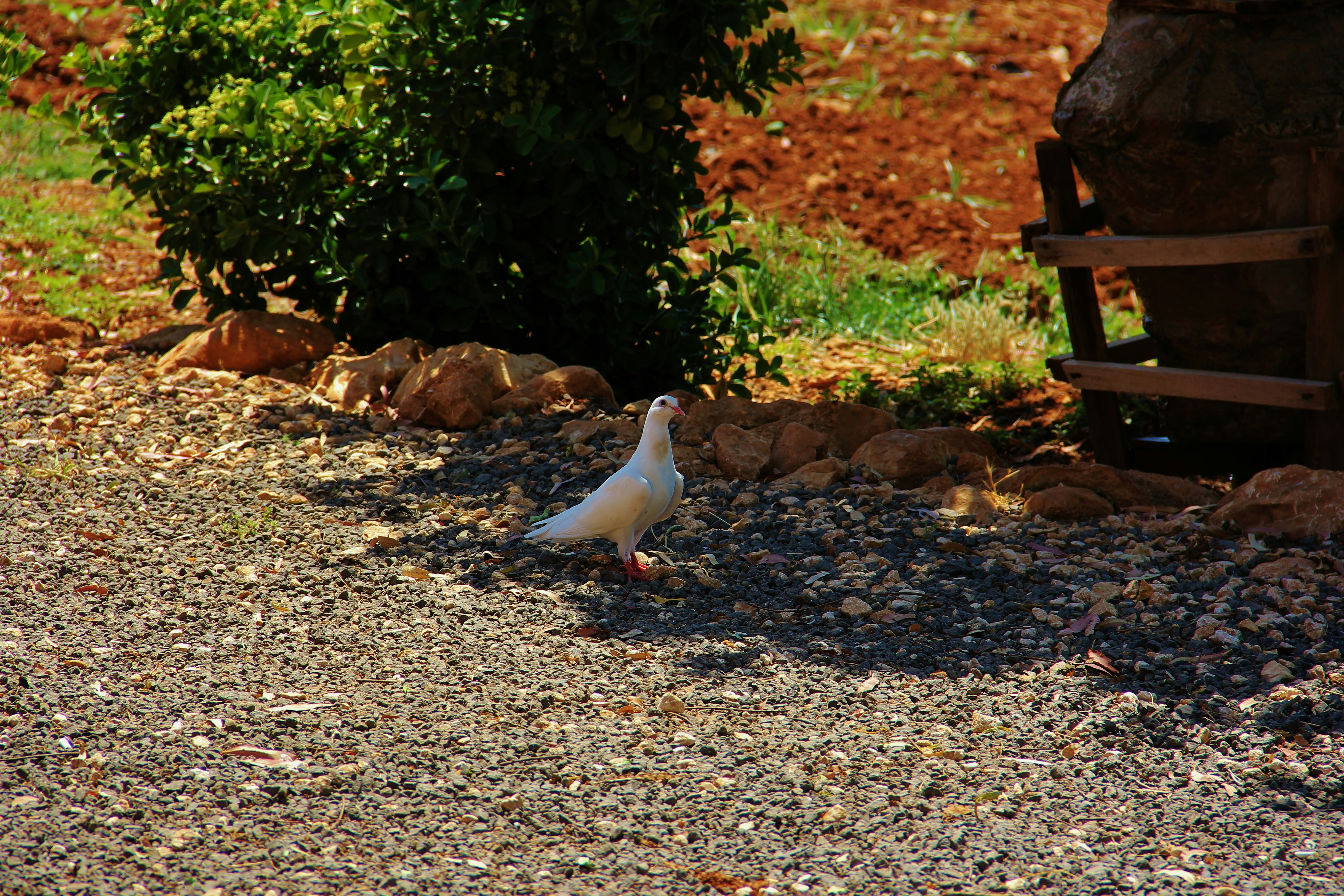 a white bird standing on a gravel road
