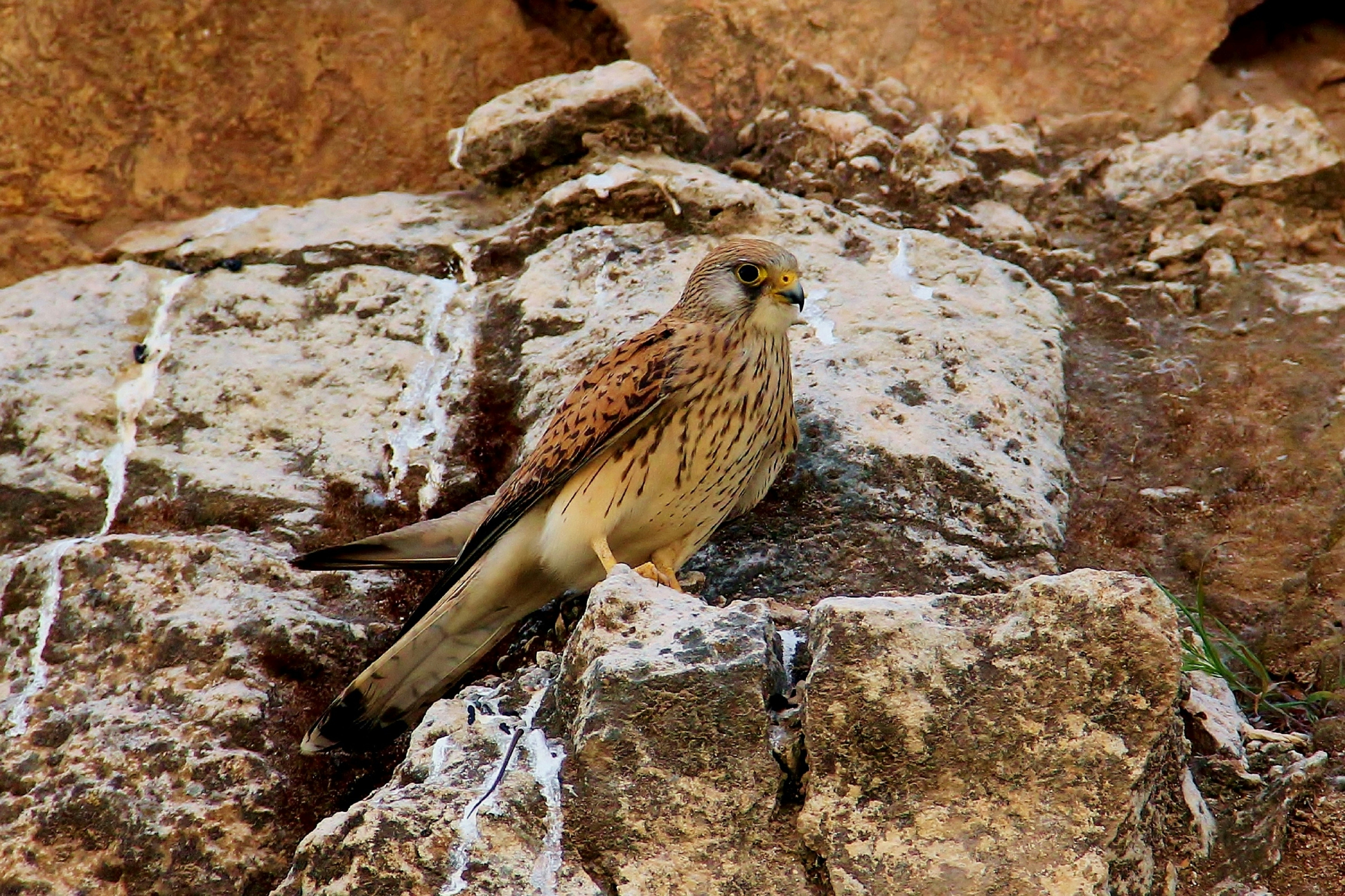 a brown and black bird sitting on a rock