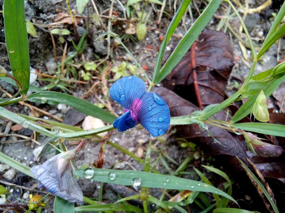 a blue flower with a purple center is in the grass