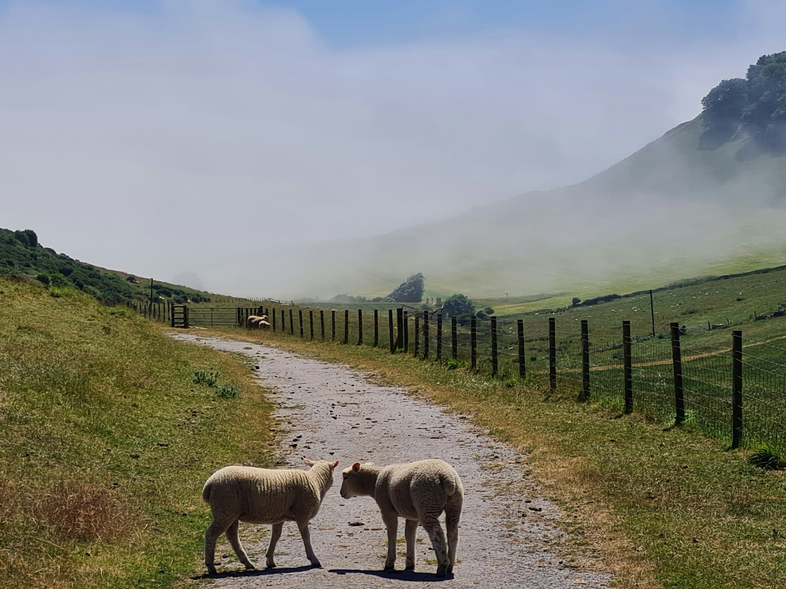 a couple of sheep standing on top of a dirt road