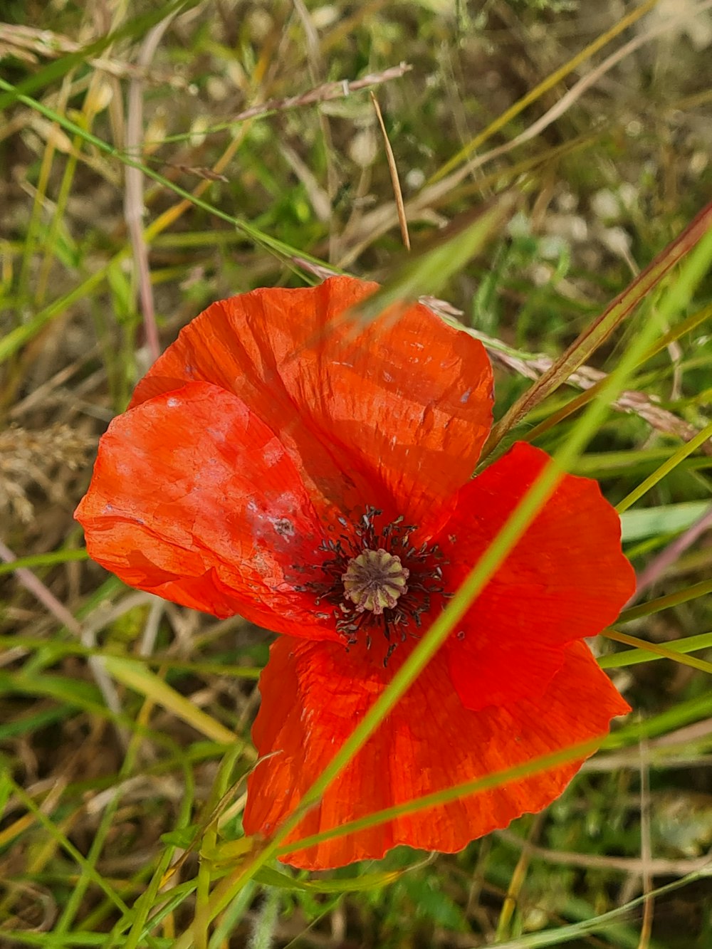 a bright red flower in a grassy field