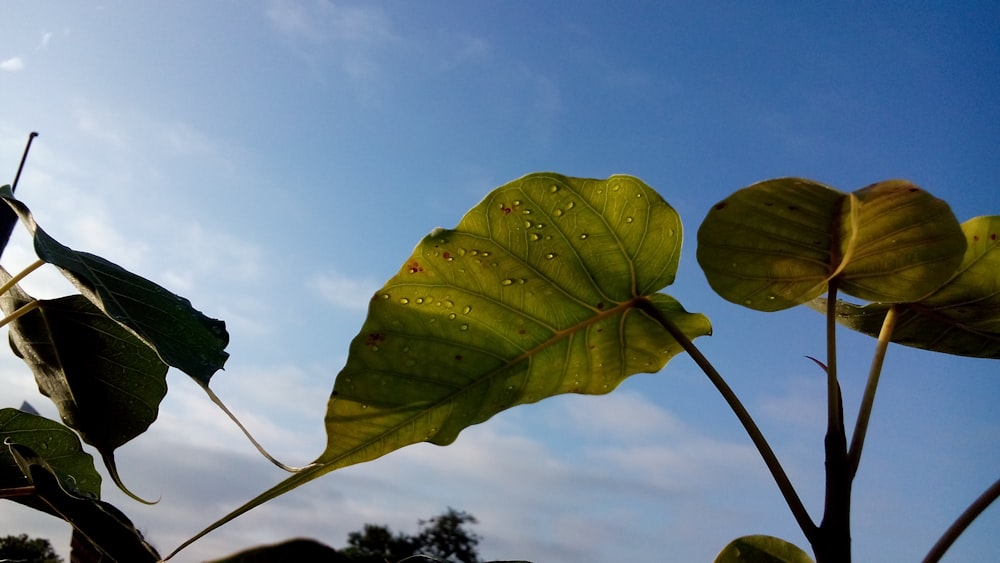 a close up of a large leaf on a plant