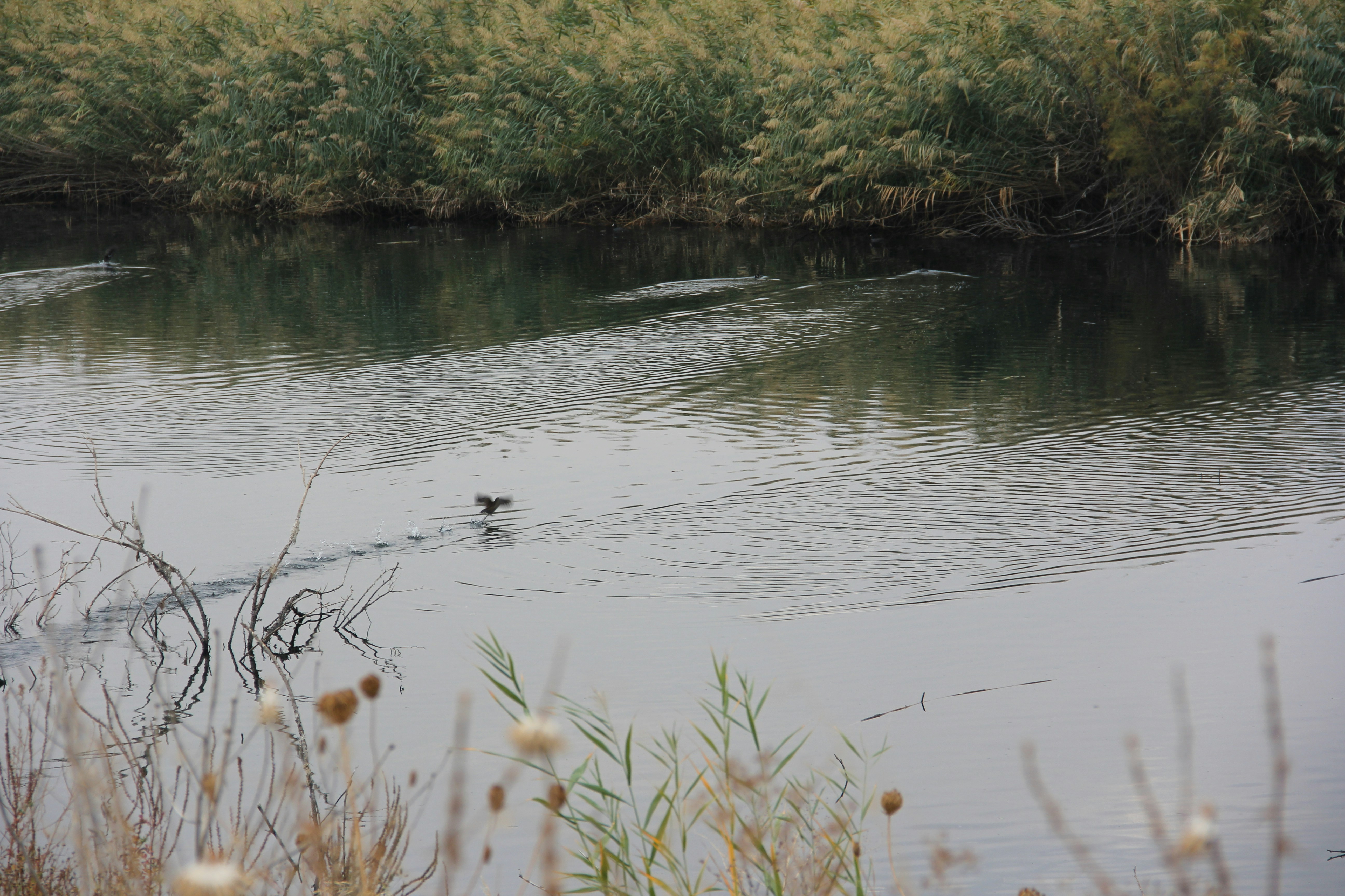 a duck is swimming in a body of water
