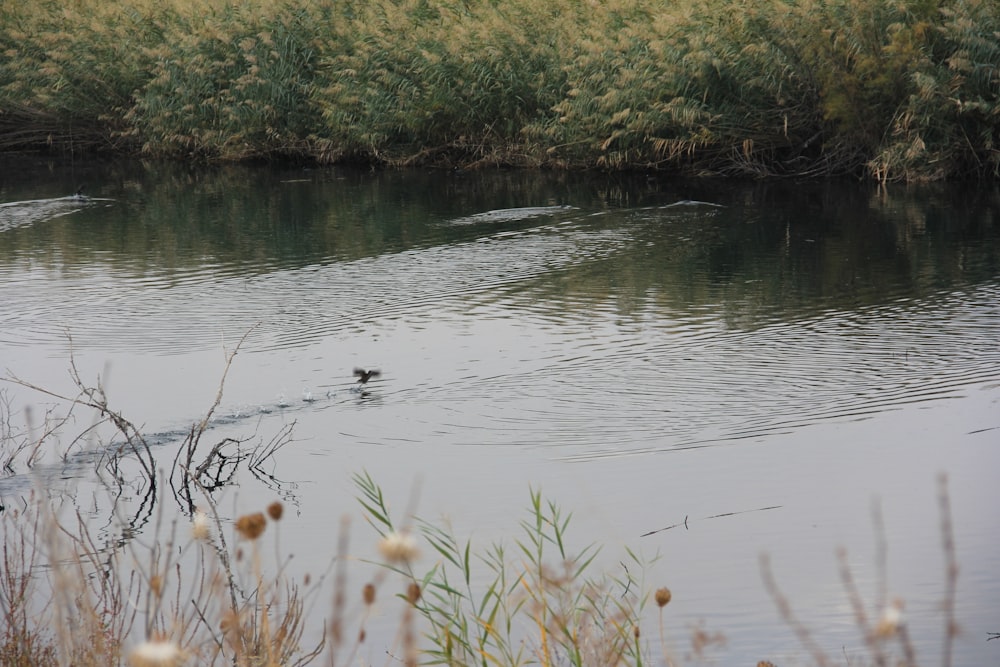 a duck is swimming in a body of water