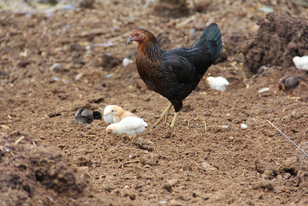 a chicken standing on top of a dirt field