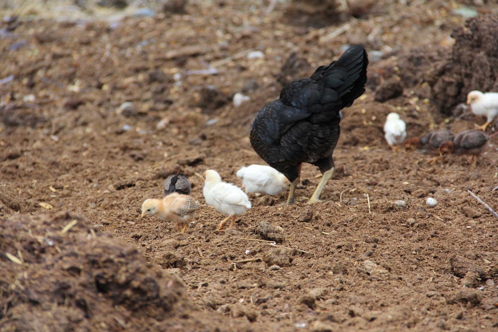 a group of chickens standing on top of a dirt field