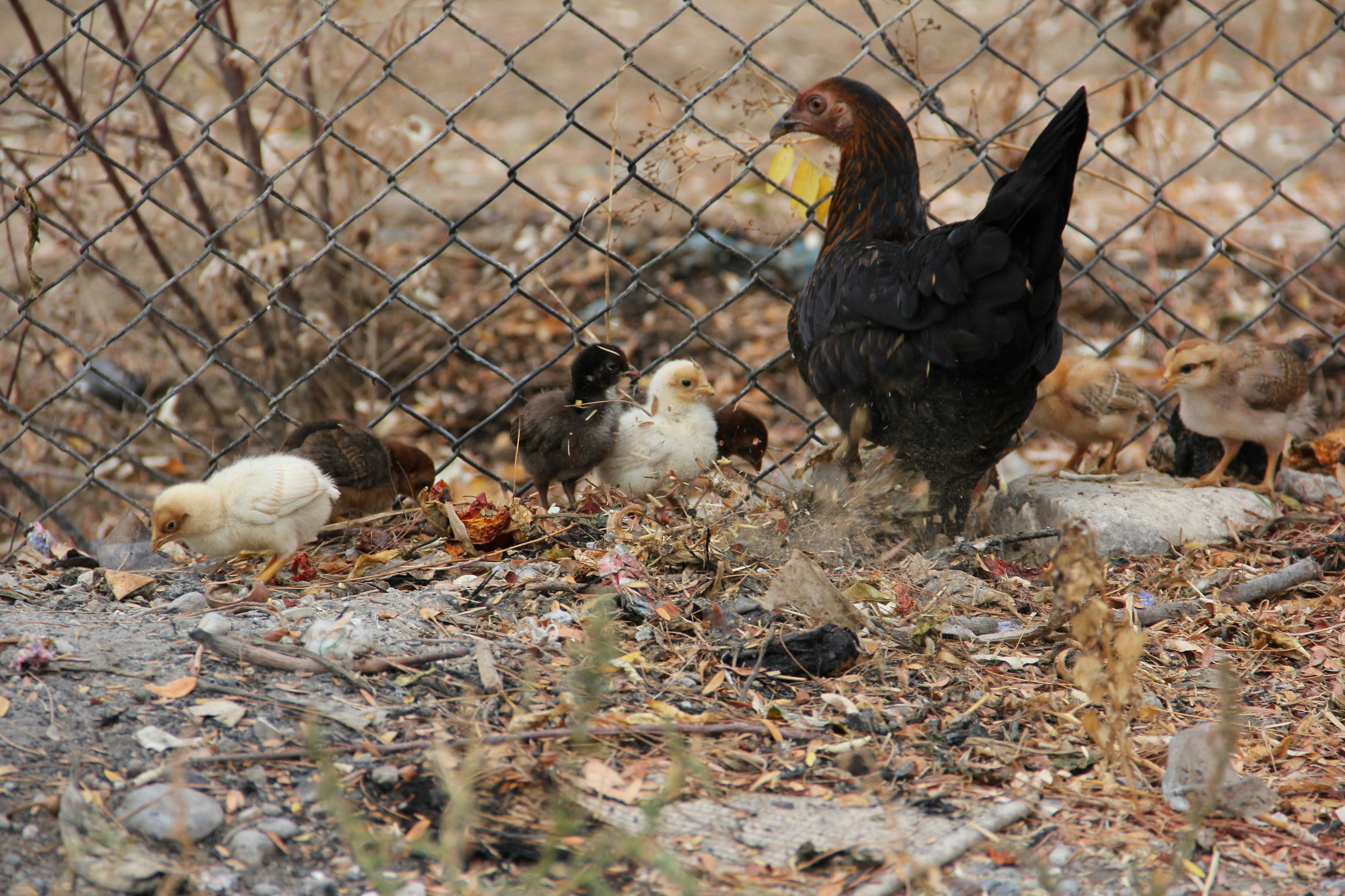 a group of chickens standing next to a fence