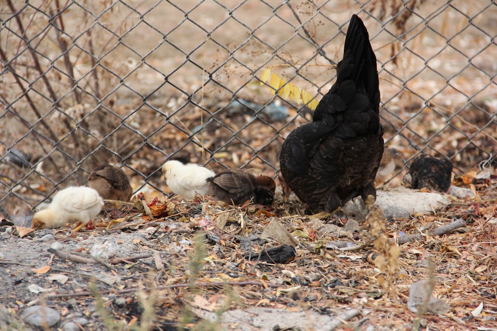a group of chickens standing next to a chain link fence