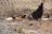 Several chicks and a hen are foraging on the ground near a chain-link fence. The environment is dry, with scattered leaves and small stones around.