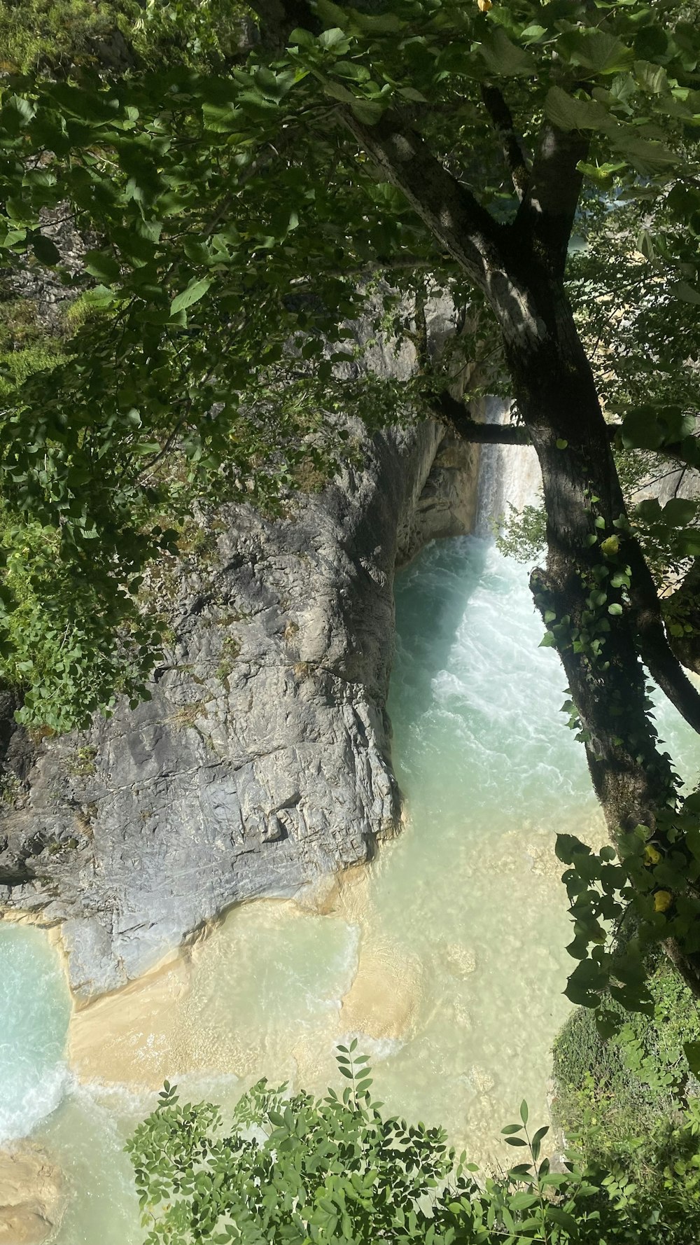 a river flowing through a lush green forest