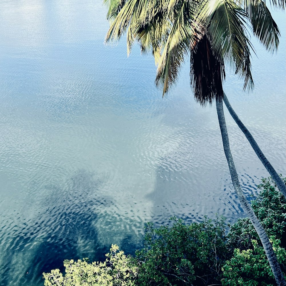 a palm tree sitting next to a body of water