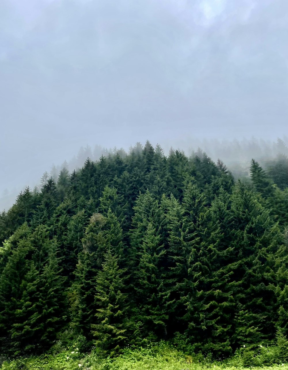 a group of trees that are standing in the grass