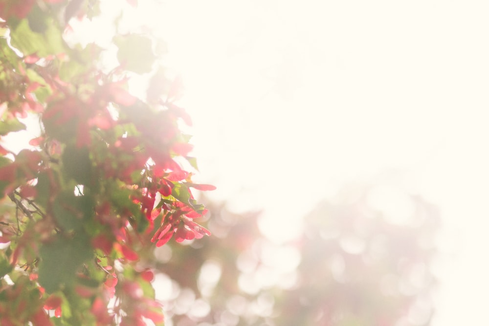 a blurry photo of red flowers on a tree