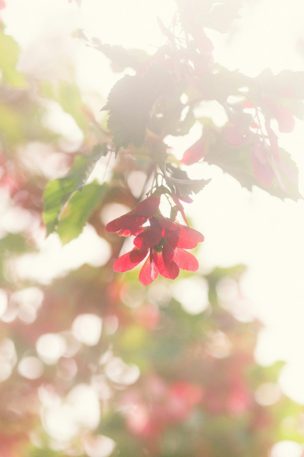 a close up of a red flower on a tree