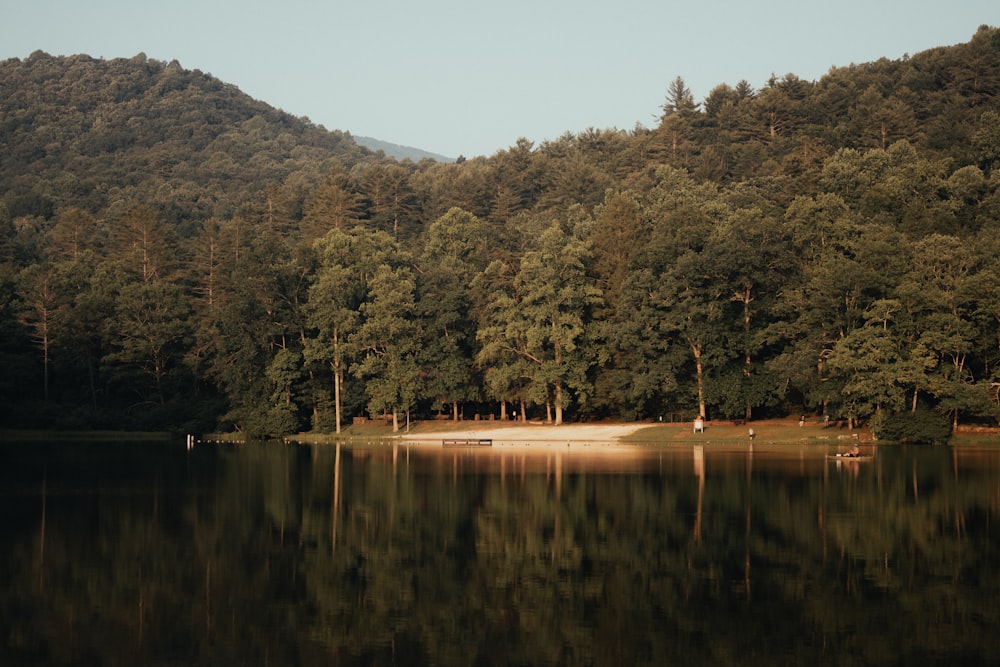 a body of water surrounded by a forest