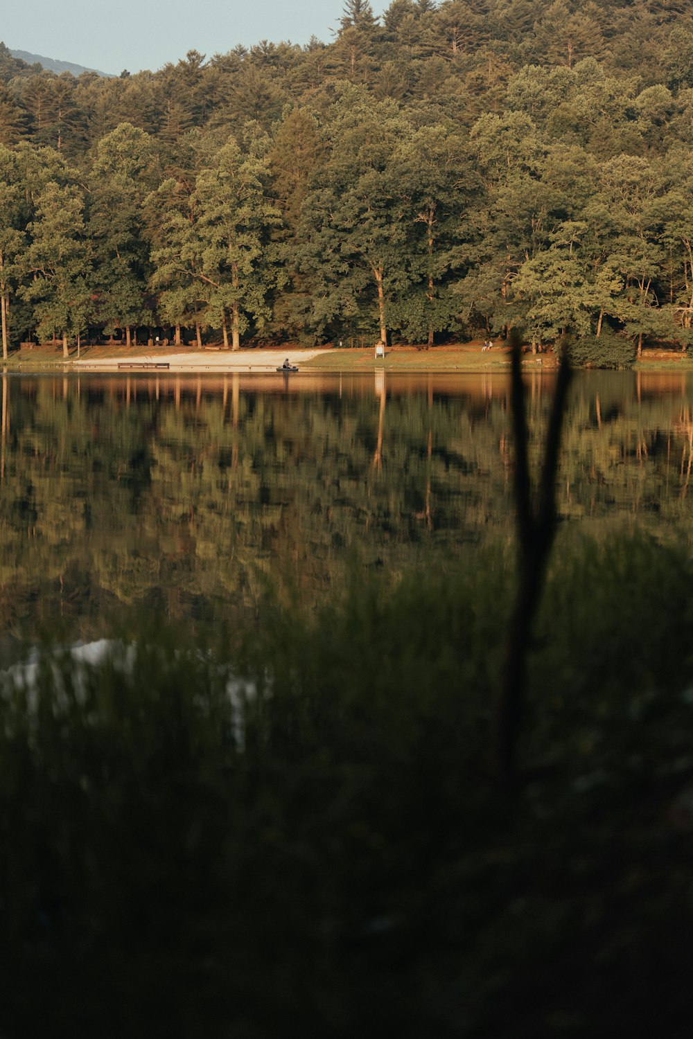 a body of water surrounded by trees and a forest