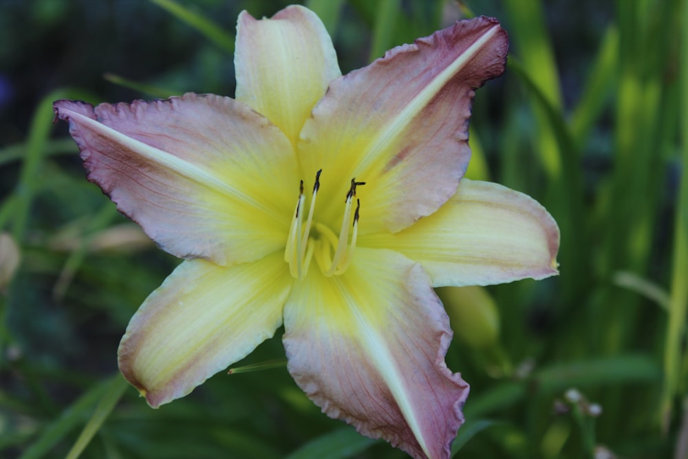 a pink and yellow flower with green grass in the background