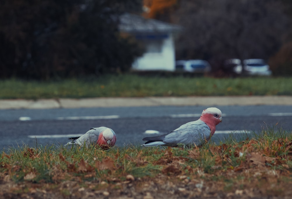 a couple of birds that are standing in the grass