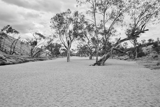 Sparse landscape featuring a dry riverbed with scattered eucalyptus trees and low grasses. The ground is covered in soft sand. The sky is overcast with clouds, creating a tranquil and somewhat desolate atmosphere.