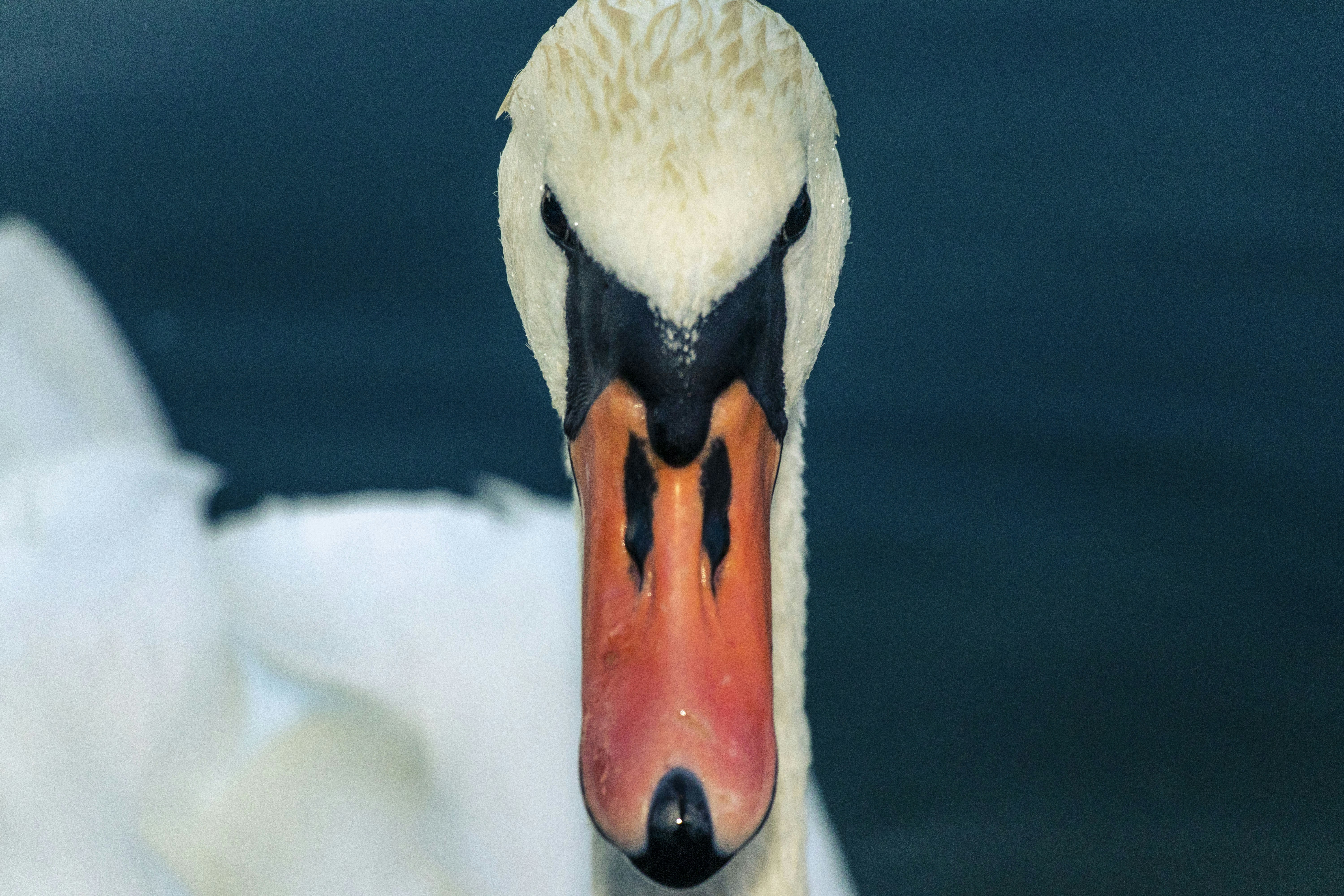 Photo by iversonmodo