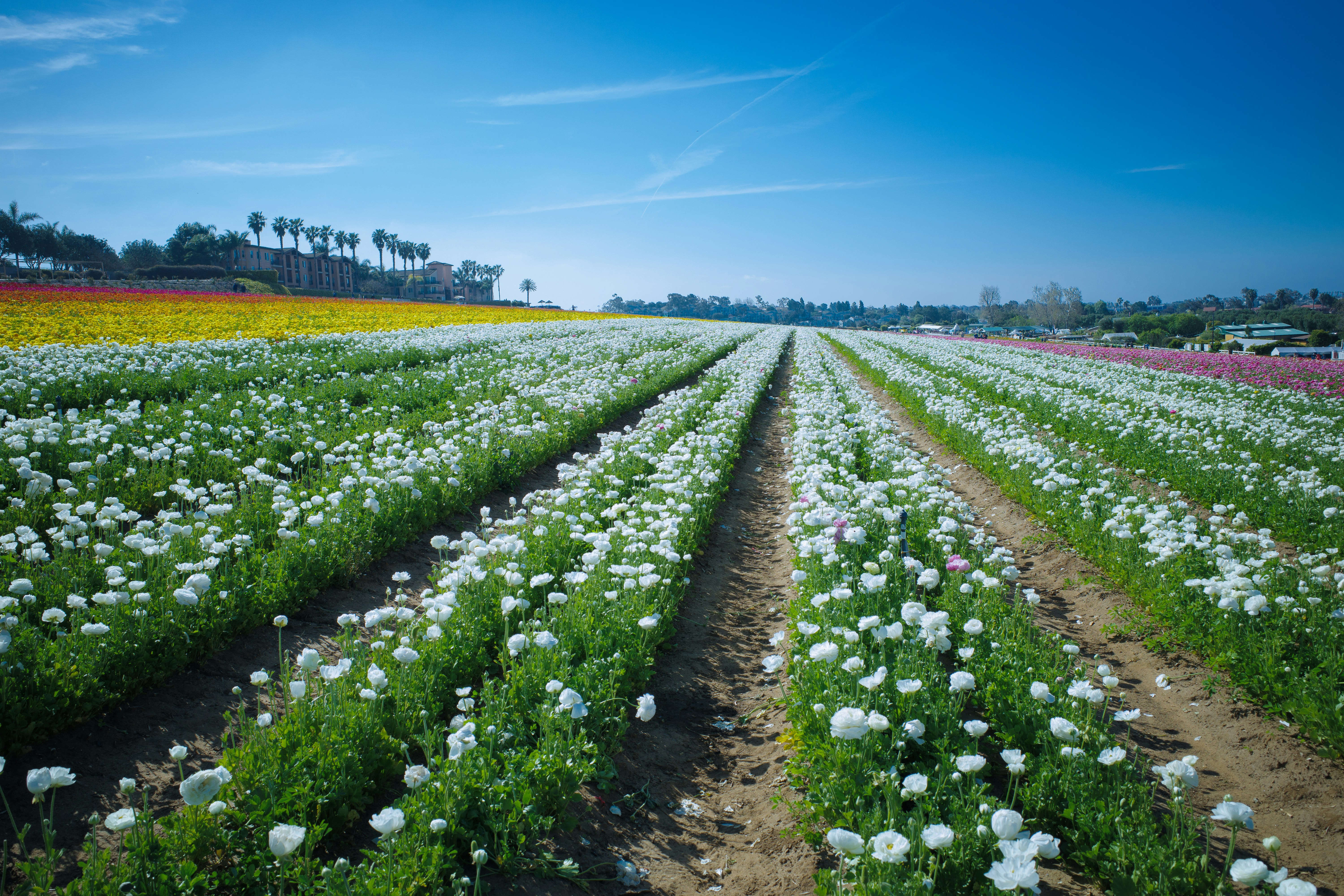 خيارات الأسمدة العضوية