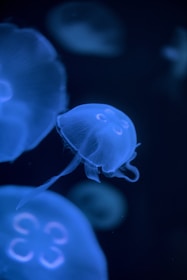 A serene ocean scene with jellyfish drifting near the surface at sunset.