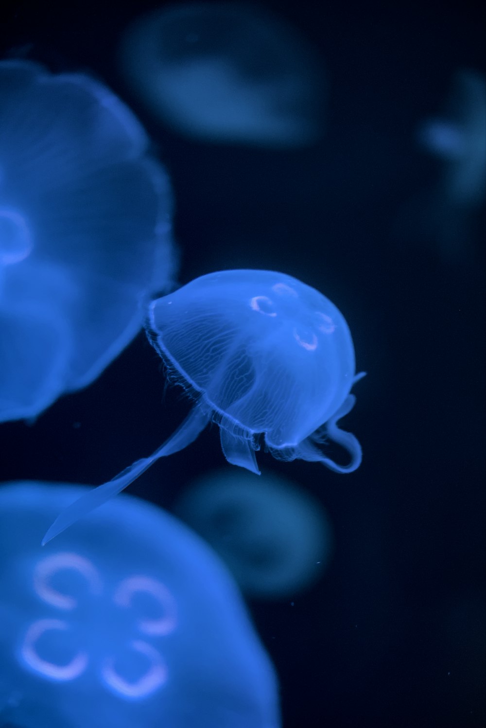 a group of jellyfish swimming in the water