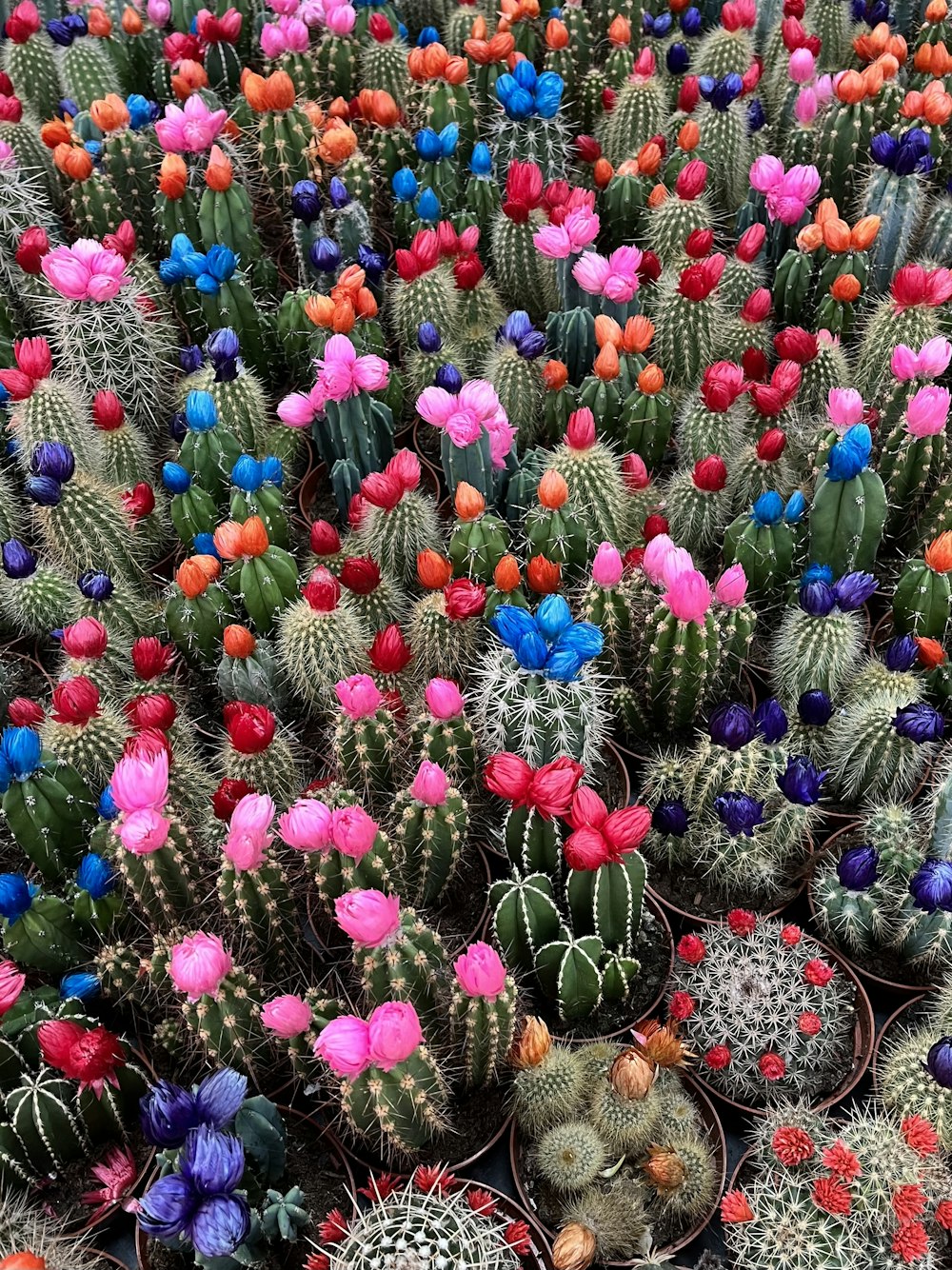 a large group of cactus plants with colorful flowers