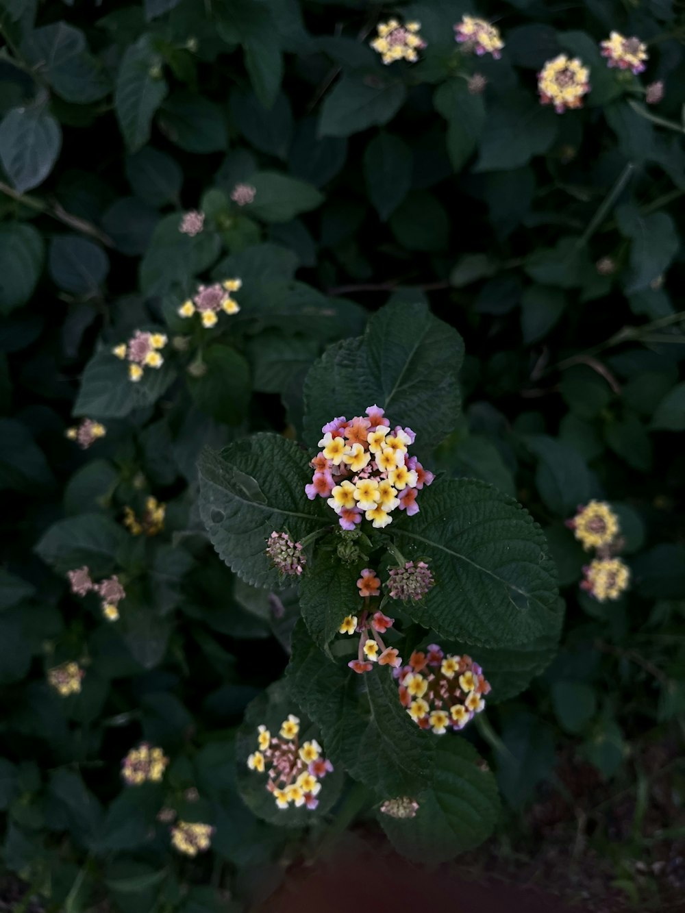 a bunch of small yellow and red flowers