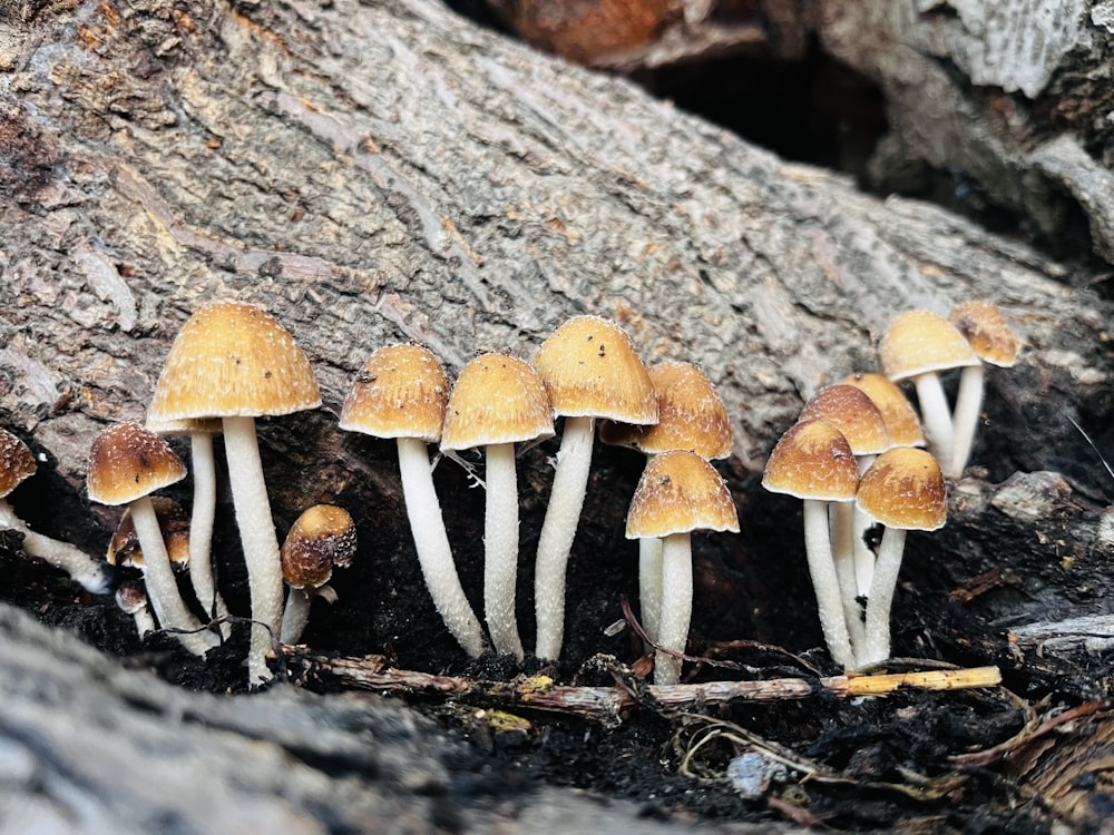 a group of mushrooms growing out of the ground